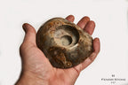 Madagaszkári fosszilis Korall "óriás" tojás, Korall és Orthoceras tartóval