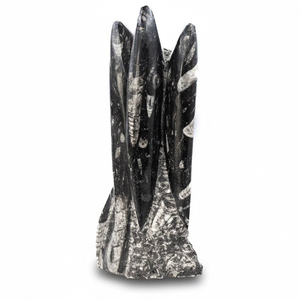 Orthoceras
